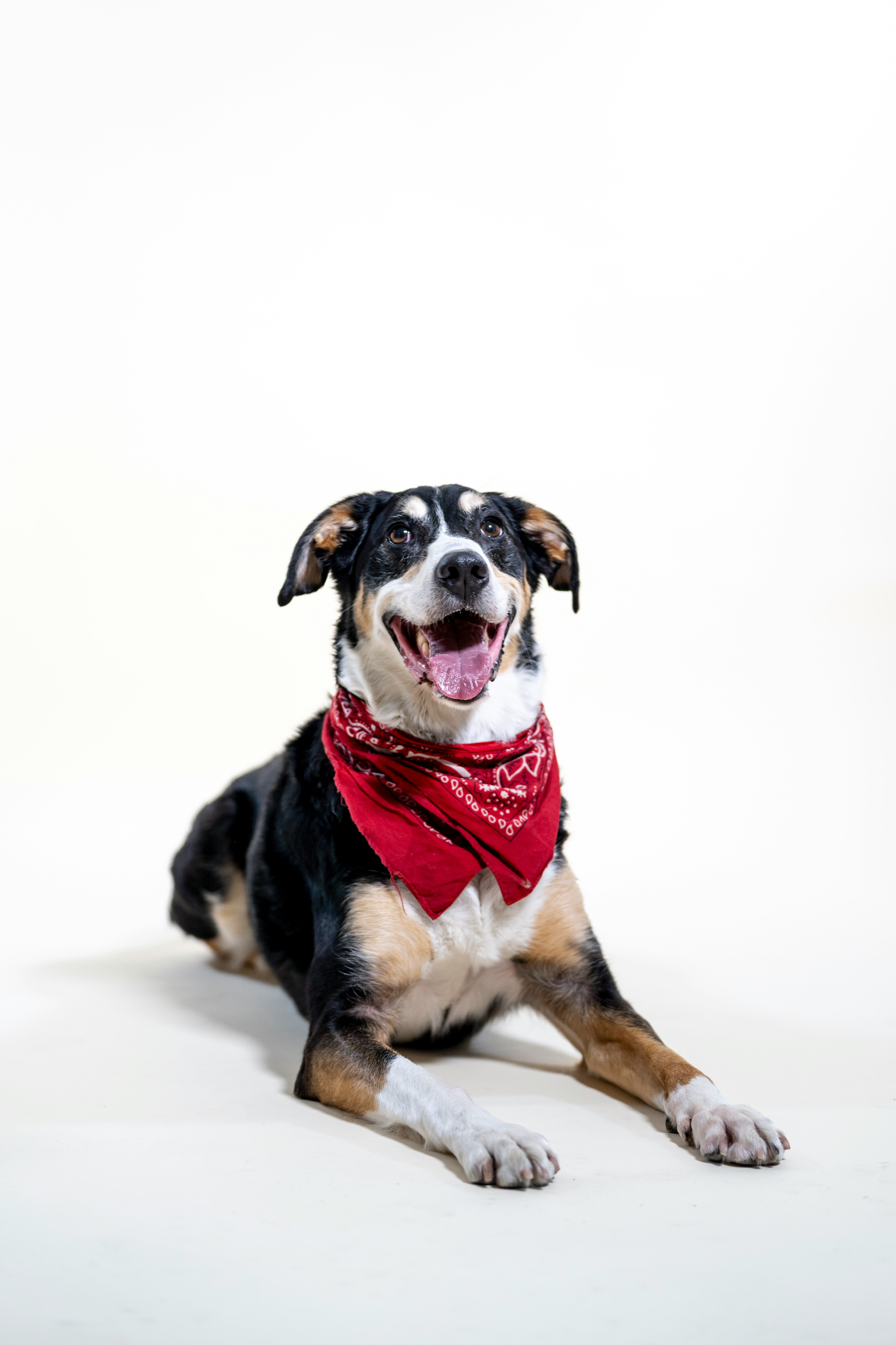 A tri-color dog wearing a red bandana