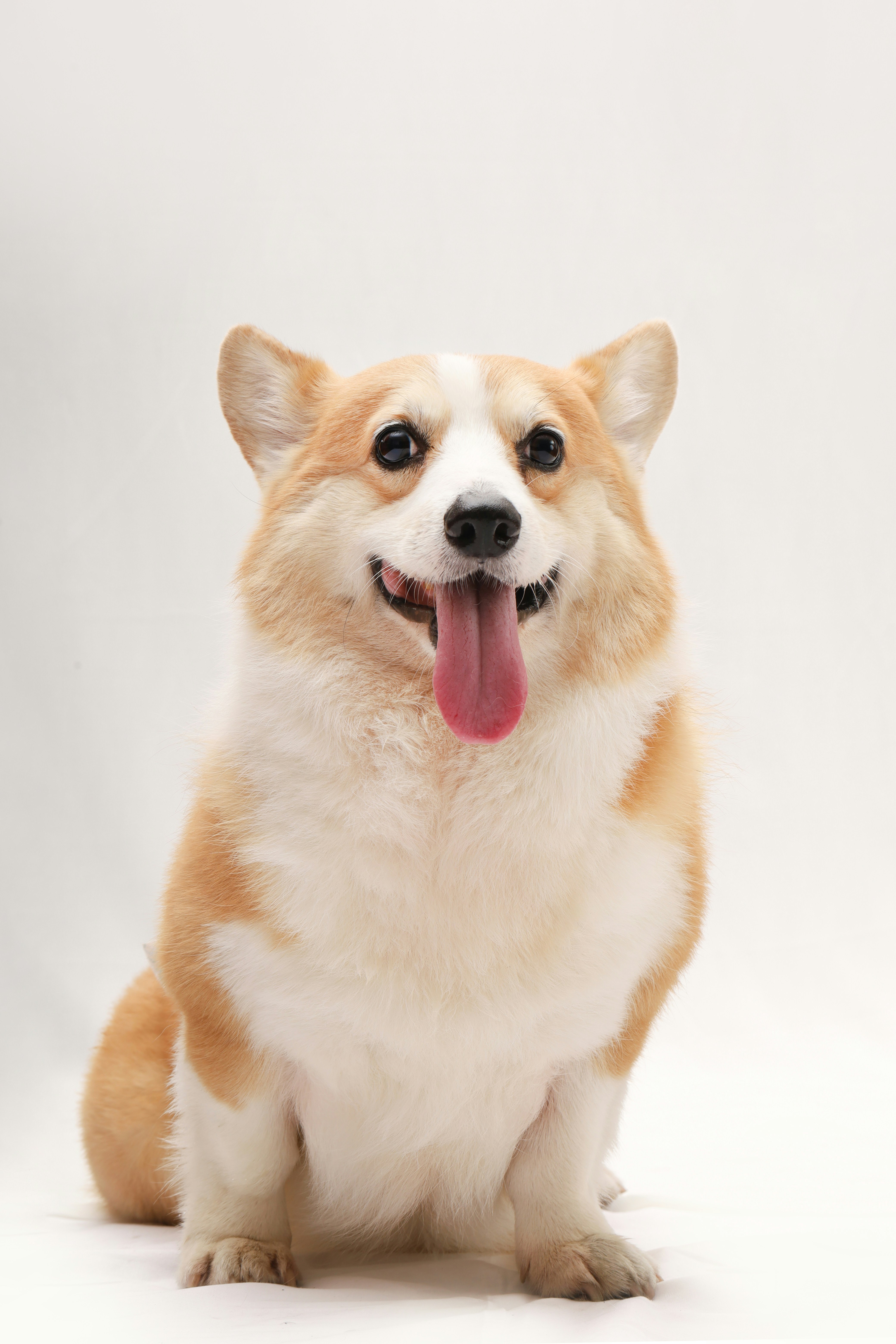 A happy corgi sitting with its tongue out