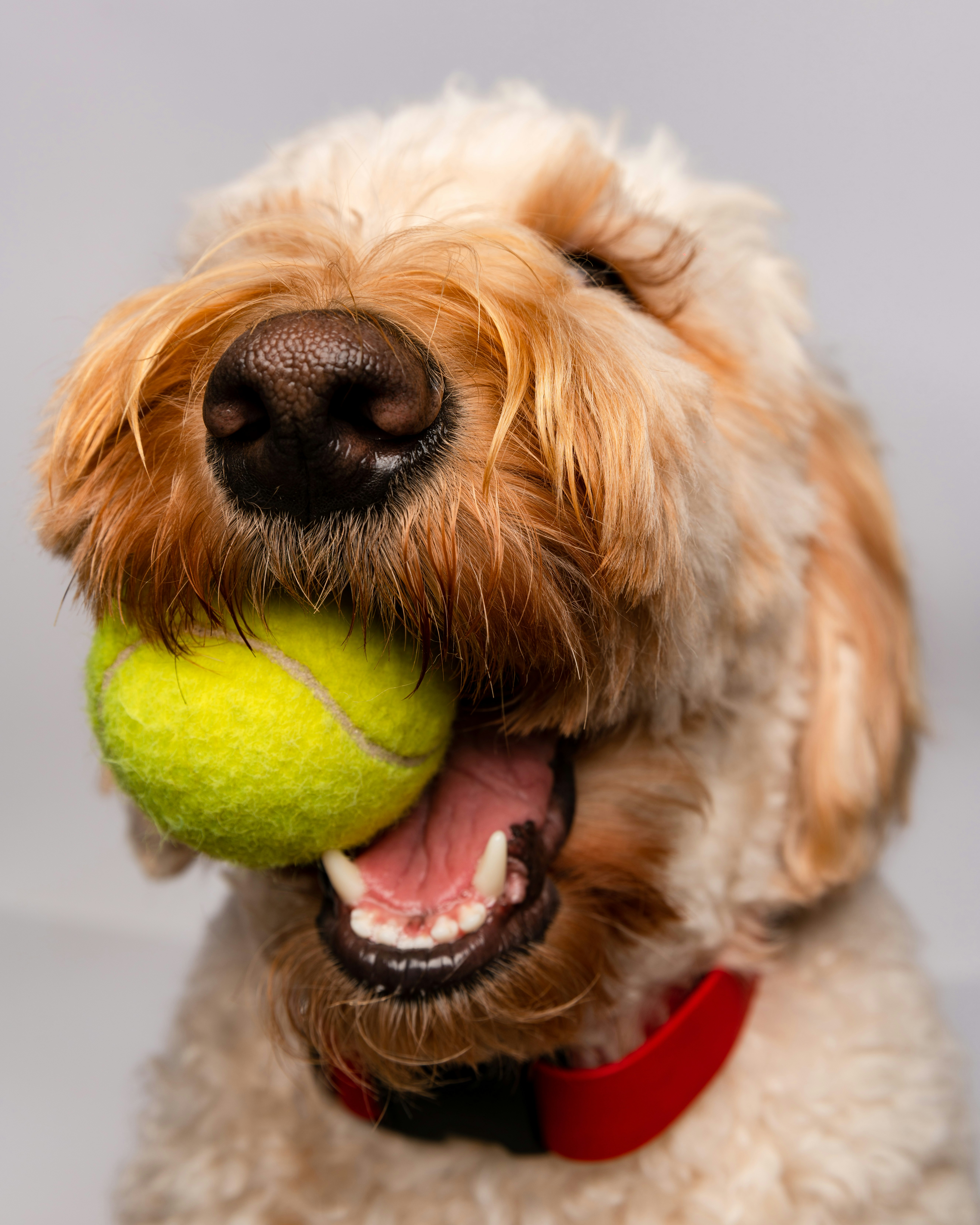 A curly goldendoodle holding a tennis ball