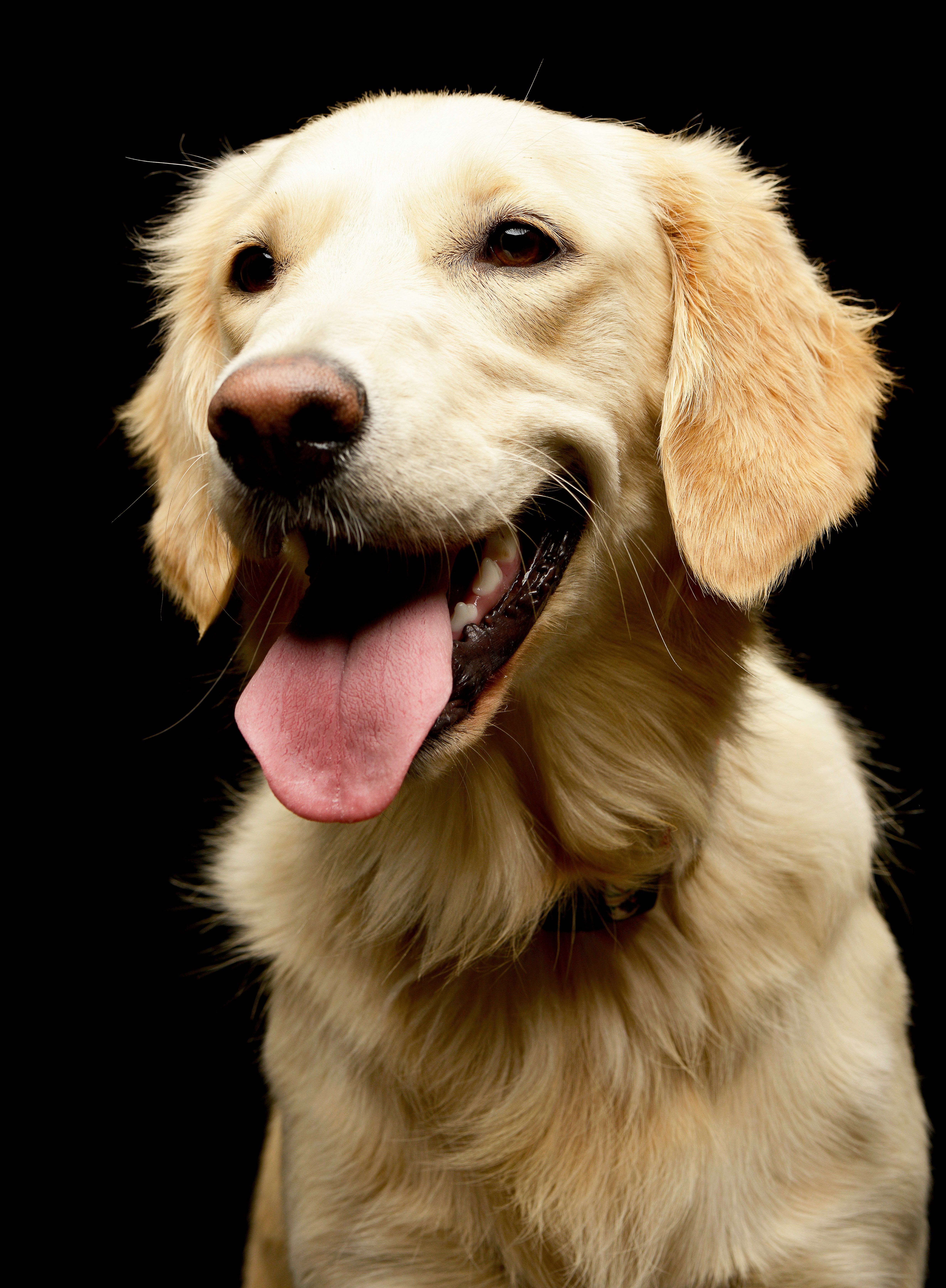 A golden retriever looking calmly into the distance