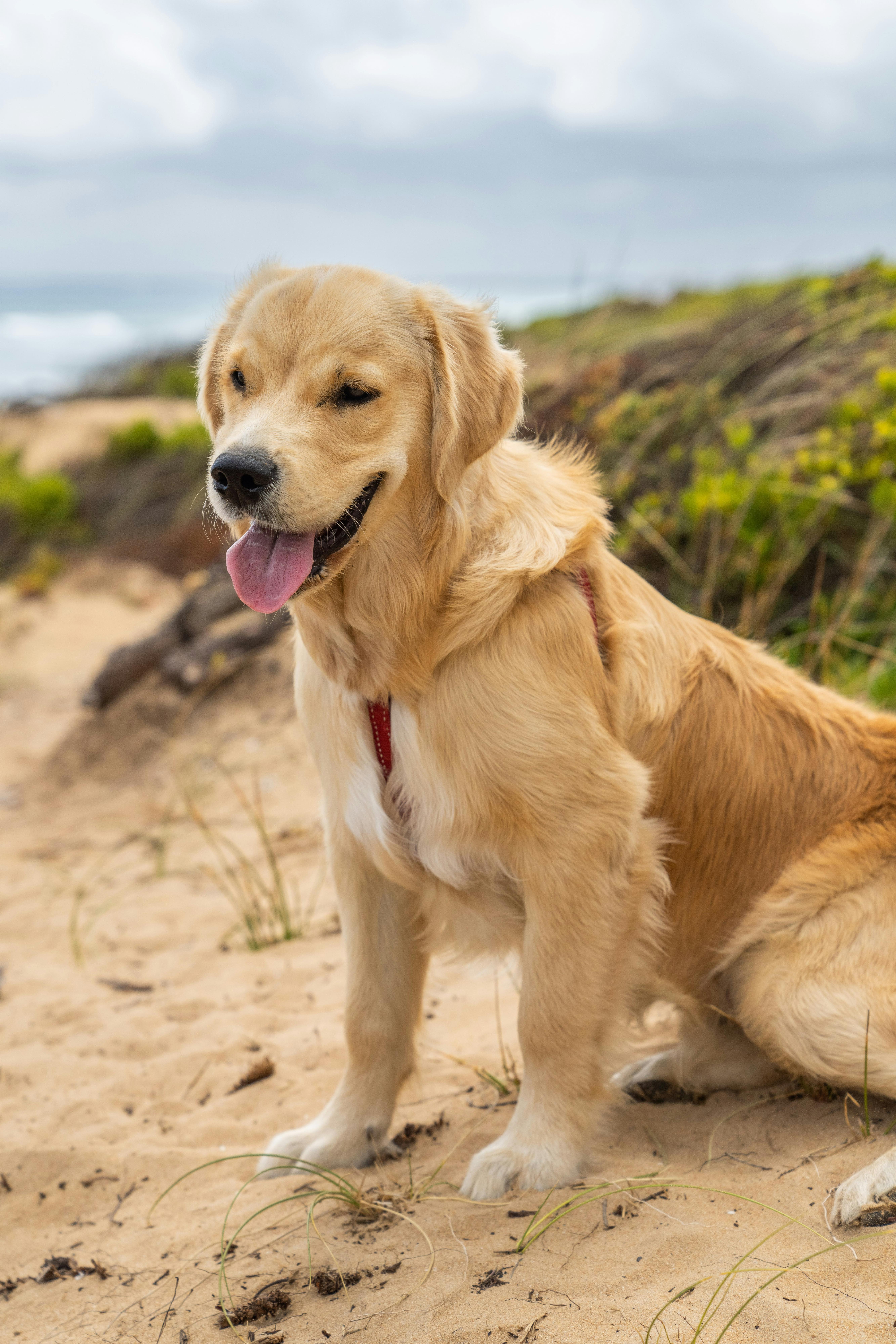 A golden retriever puppy sitting on sandy dunes