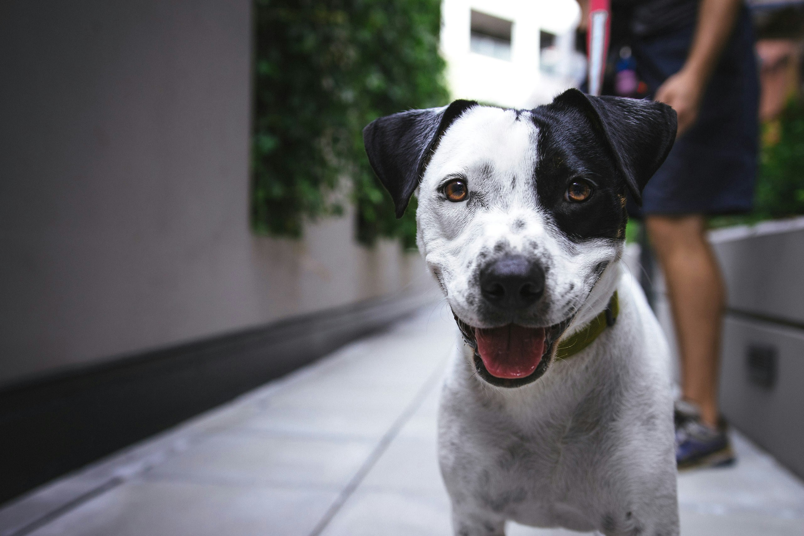 A smiling mixed-breed dog on a sidewalk