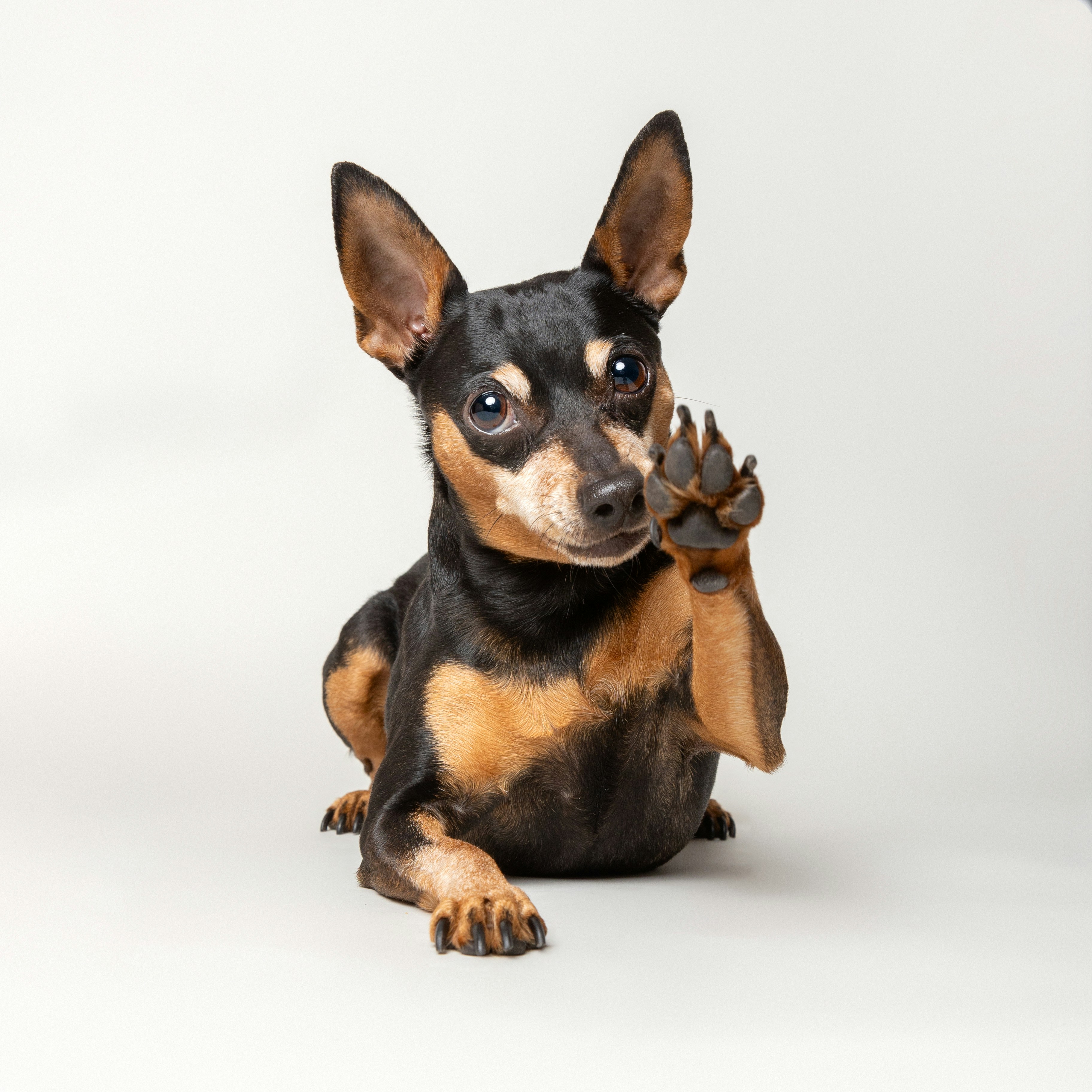 A miniature pinscher raising one paw