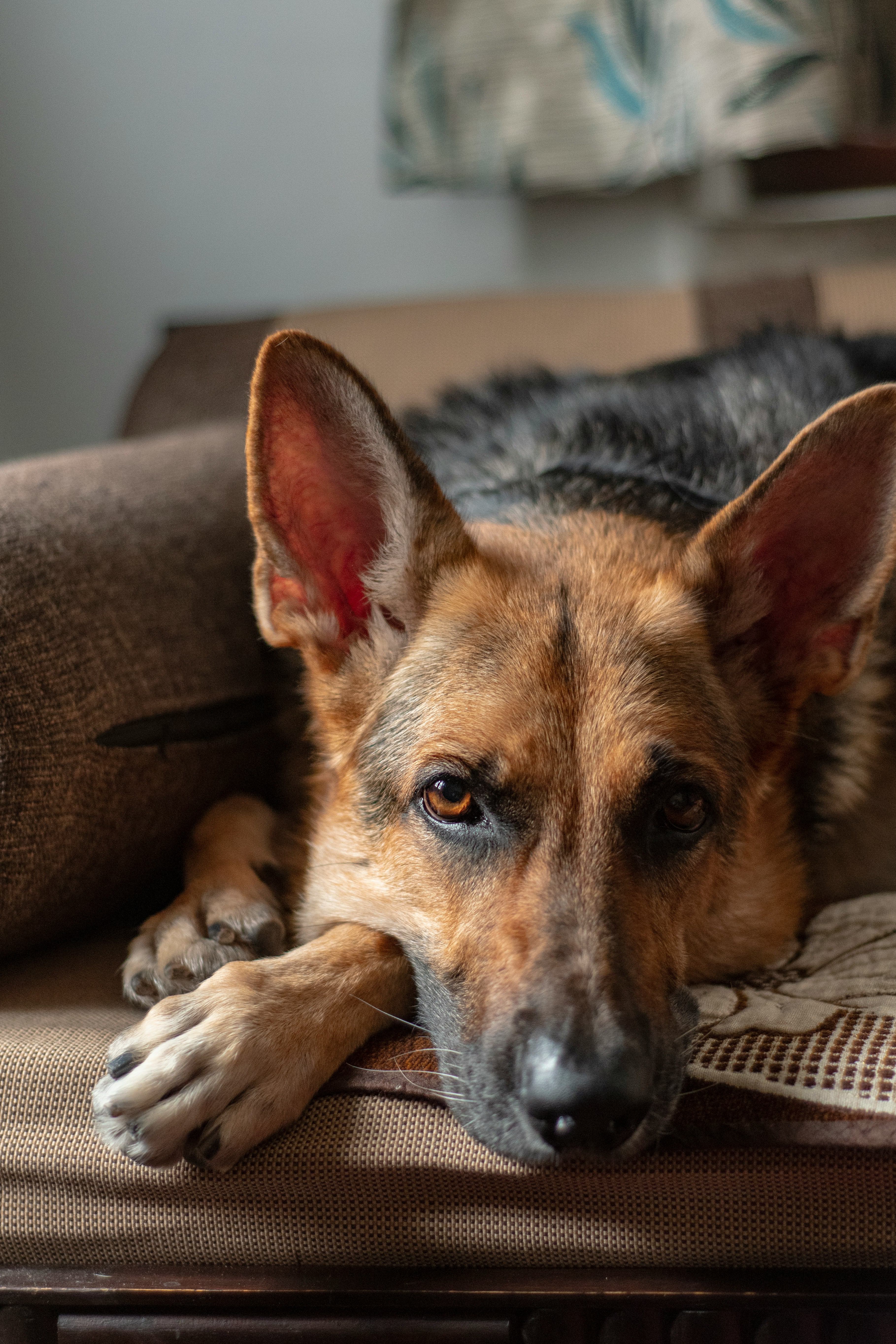 A German shepherd resting its head on a couch cushion